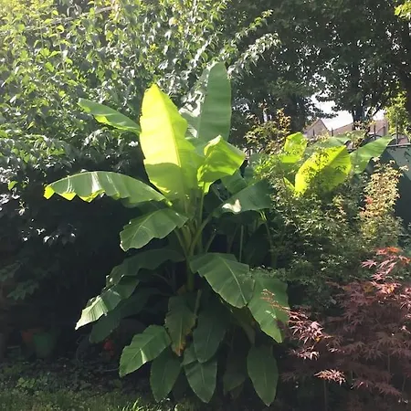 Eugenie Отель типа 